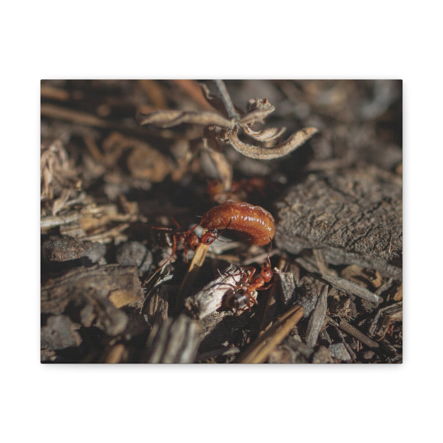 Ants vs Worm — Quiet Resilience by WyoRaw