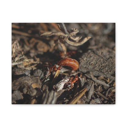 Ants vs Worm — Quiet Resilience by WyoRaw