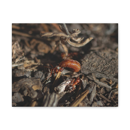 Ants vs Worm — Quiet Resilience by WyoRaw