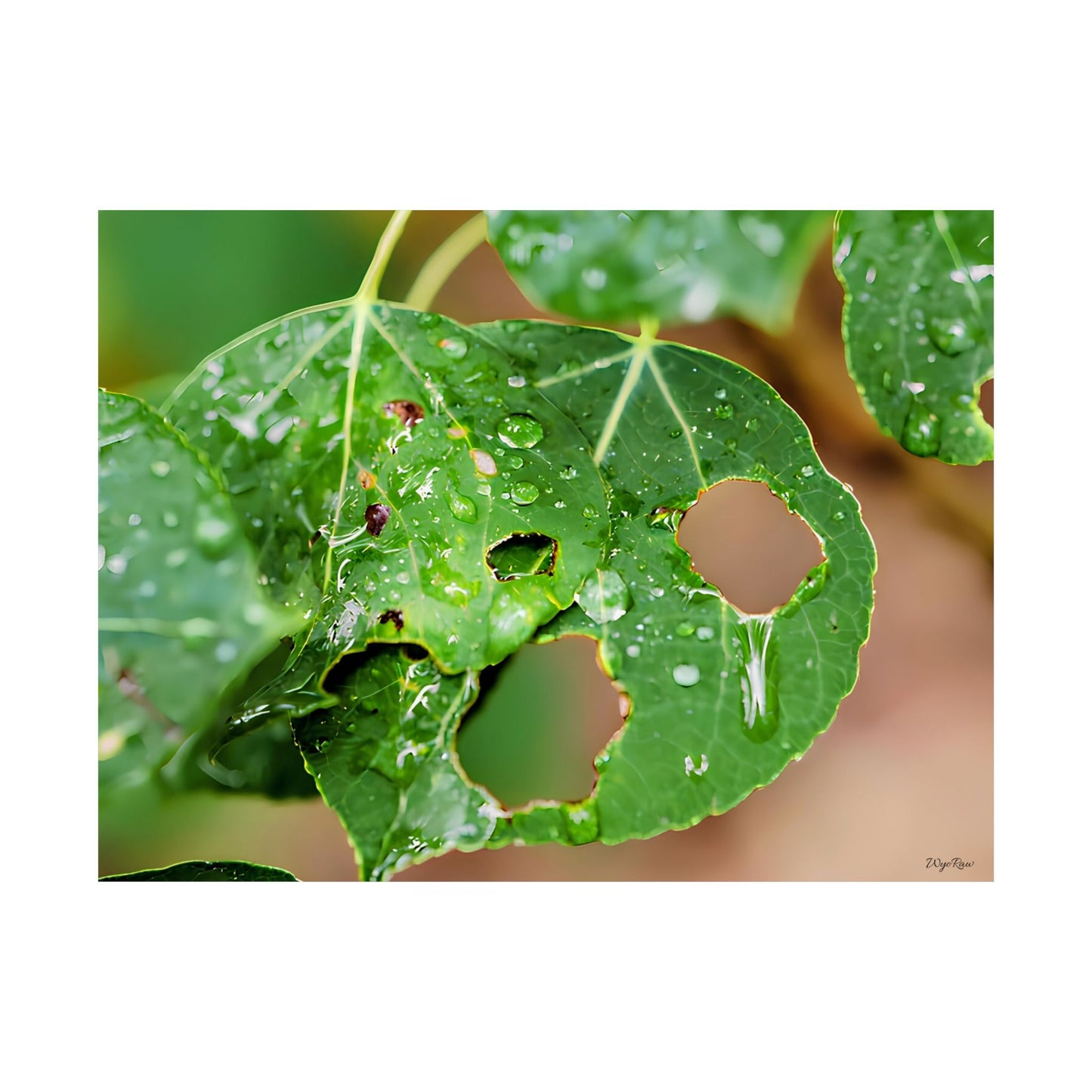 "Crying Leaf" - Museum-Grade Archival Print