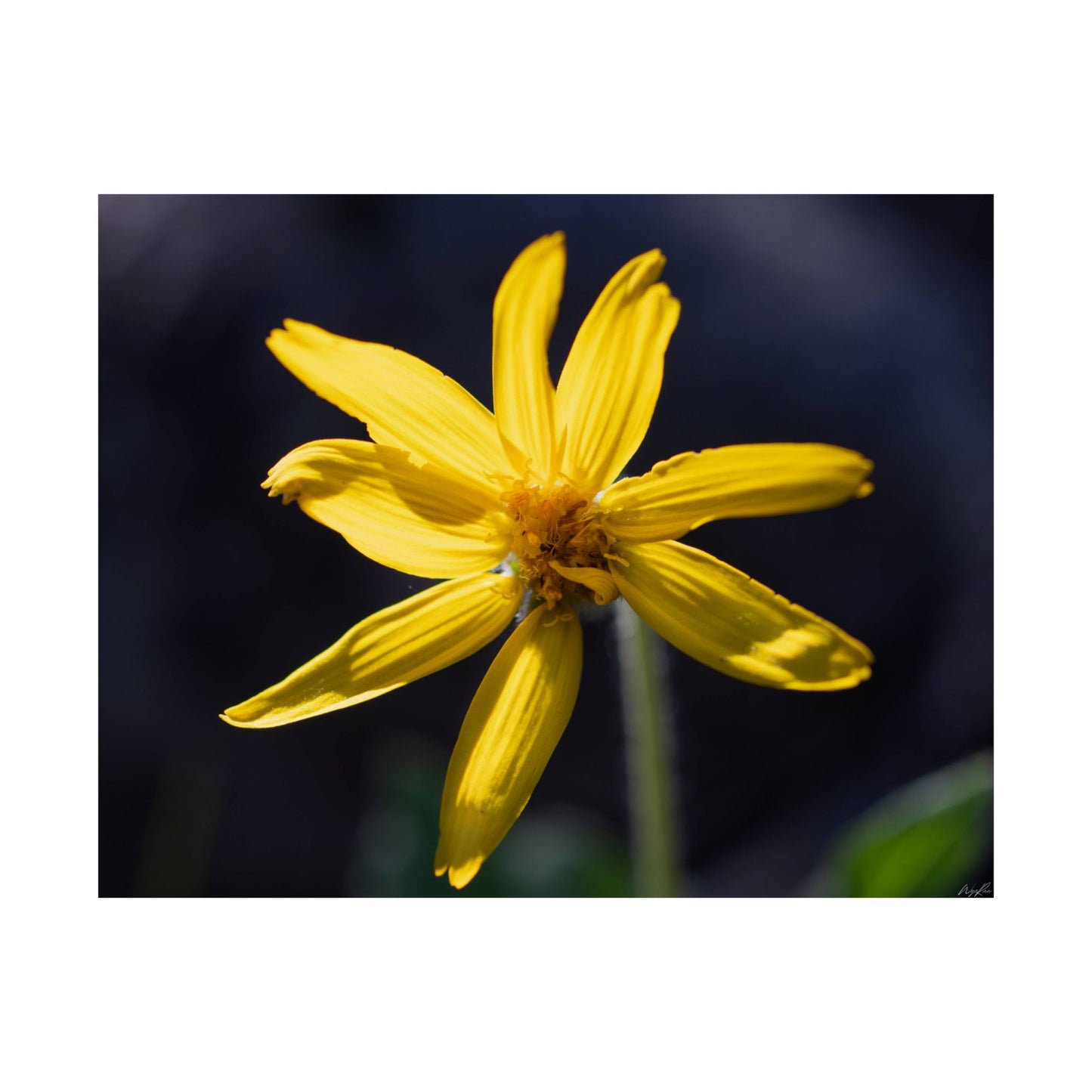 Quiet Resilience: "Yellow Wildflower" - Museum-Grade Archival Print