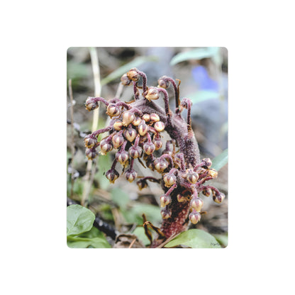 "Pine Drop" - Metal Wall Art