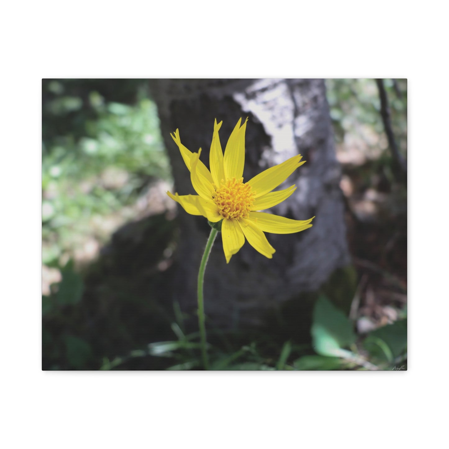 Holding Light — Quiet Resilience by WyoRaw