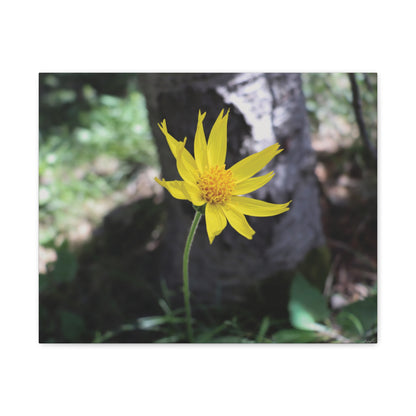 Holding Light — Quiet Resilience by WyoRaw