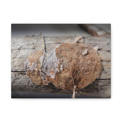 Remnants: "Skeletal Aspen Leaves" - Canvas Print