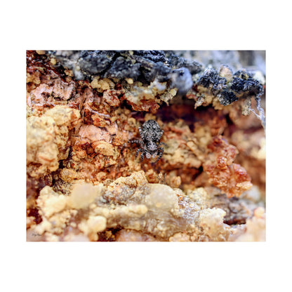 "Spider in the Sap" - Museum-Grade Archival Print