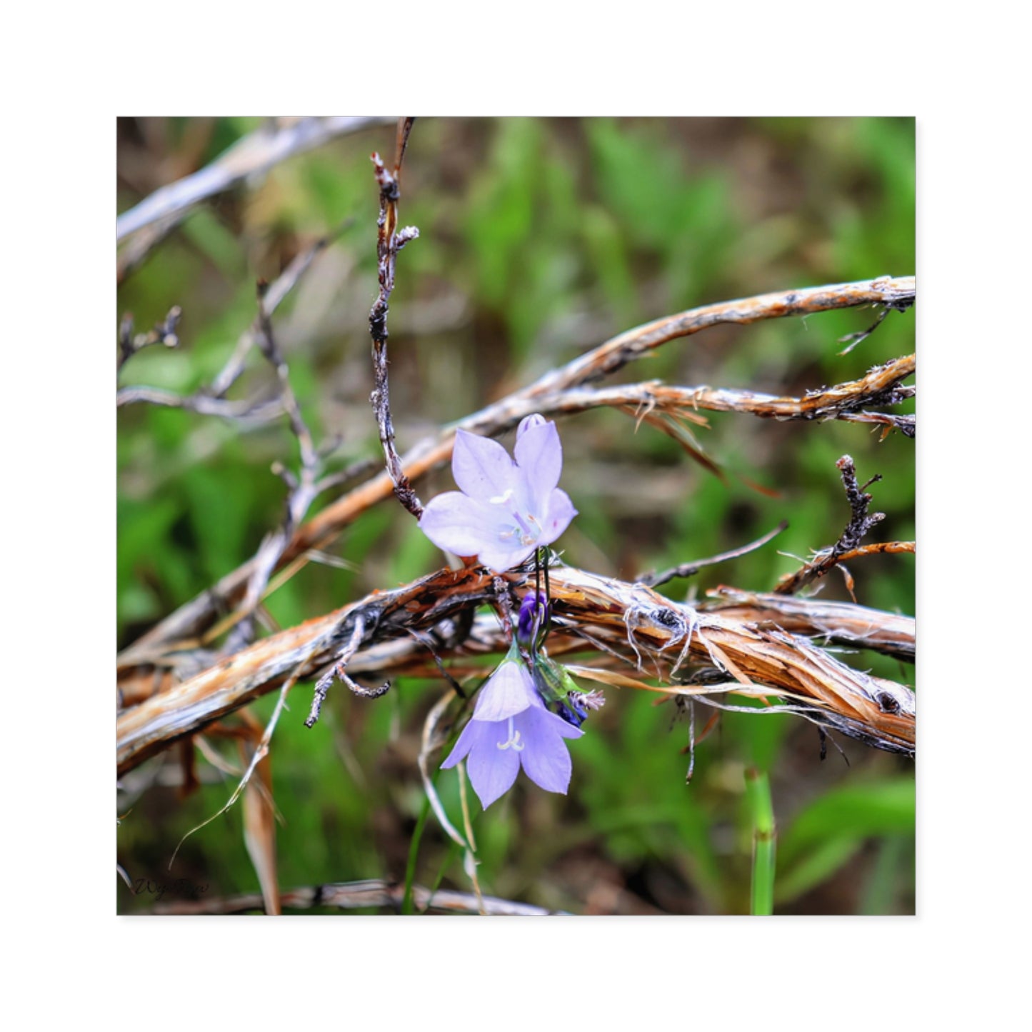 "Wildflowers in the Willows" - Square Sticker (Indoor/Outdoor)