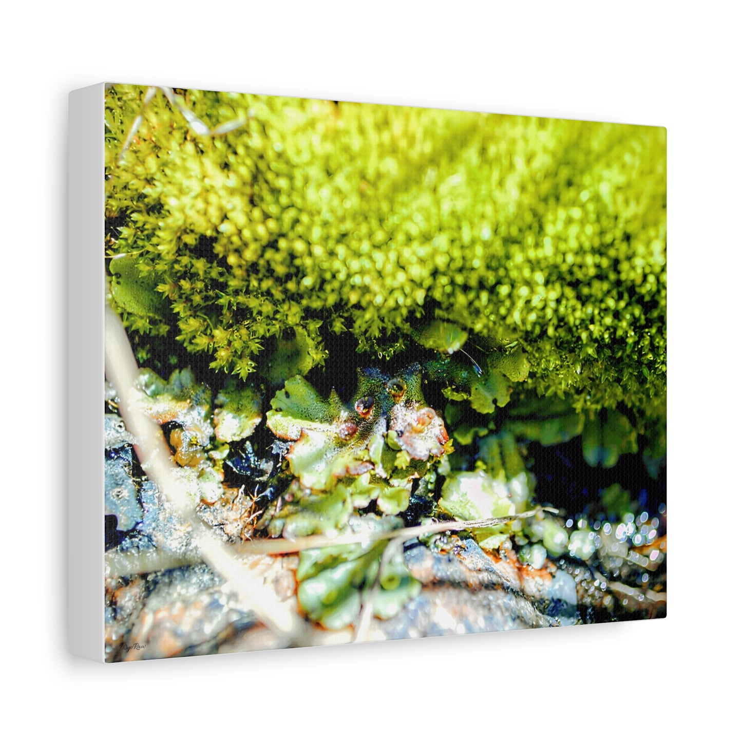 "Into the Moss" - Canvas Print