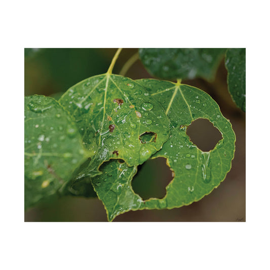 Crying Leaf — Quiet Resilience by WyoRaw