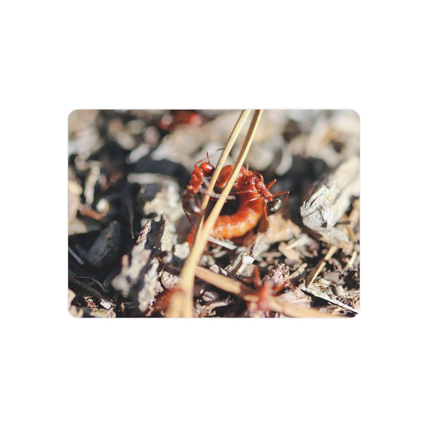 "Ants vs. Worm" - Metal Wall Art