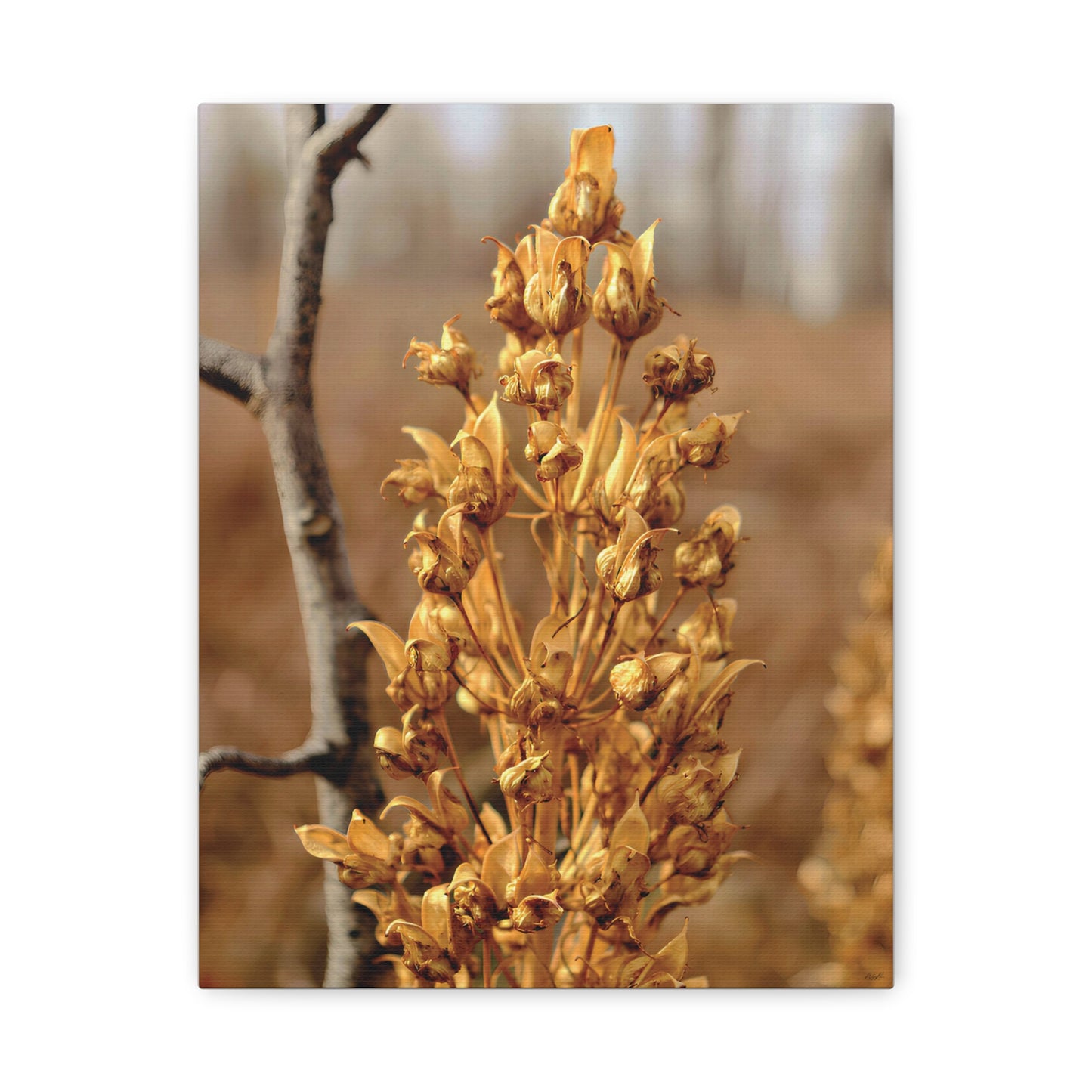 Golden Dried Flower — Remnants by WyoRaw