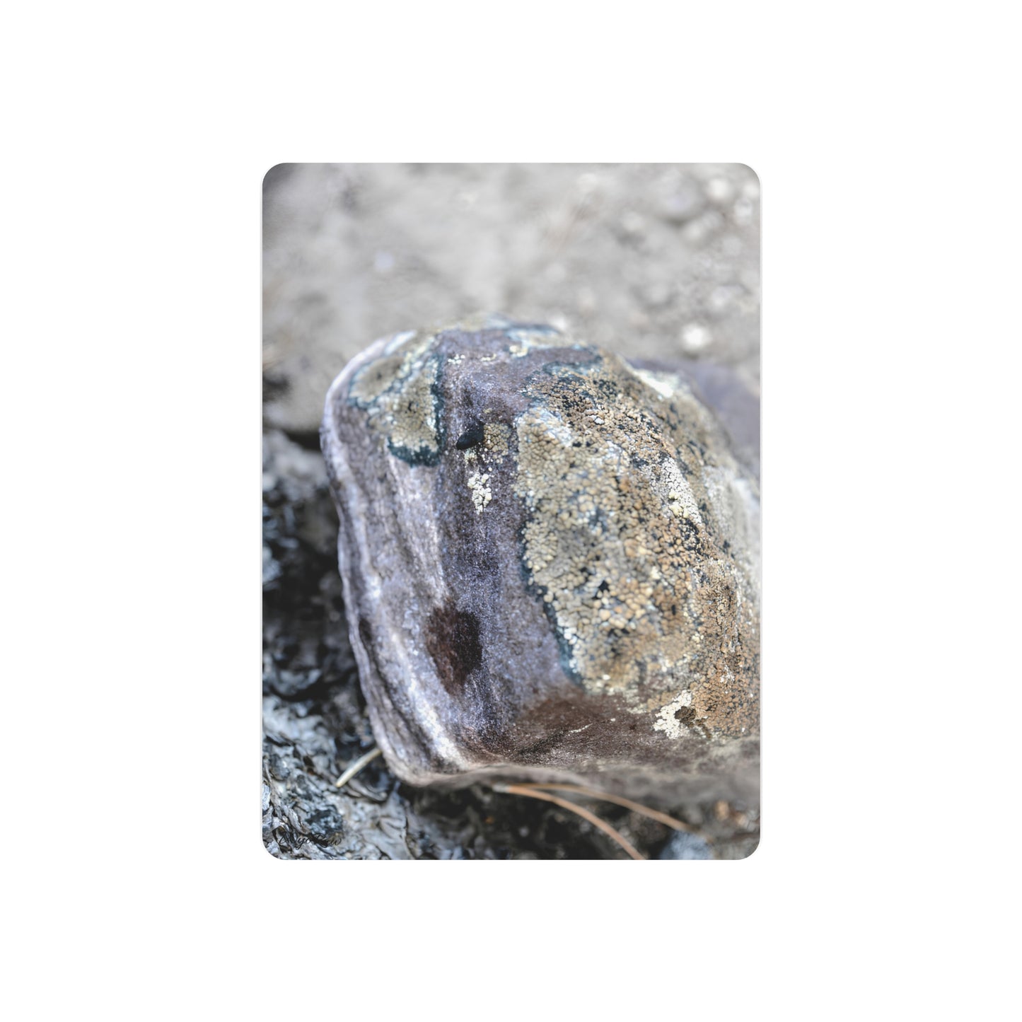 "Lichen Rock" - Metal Wall Art