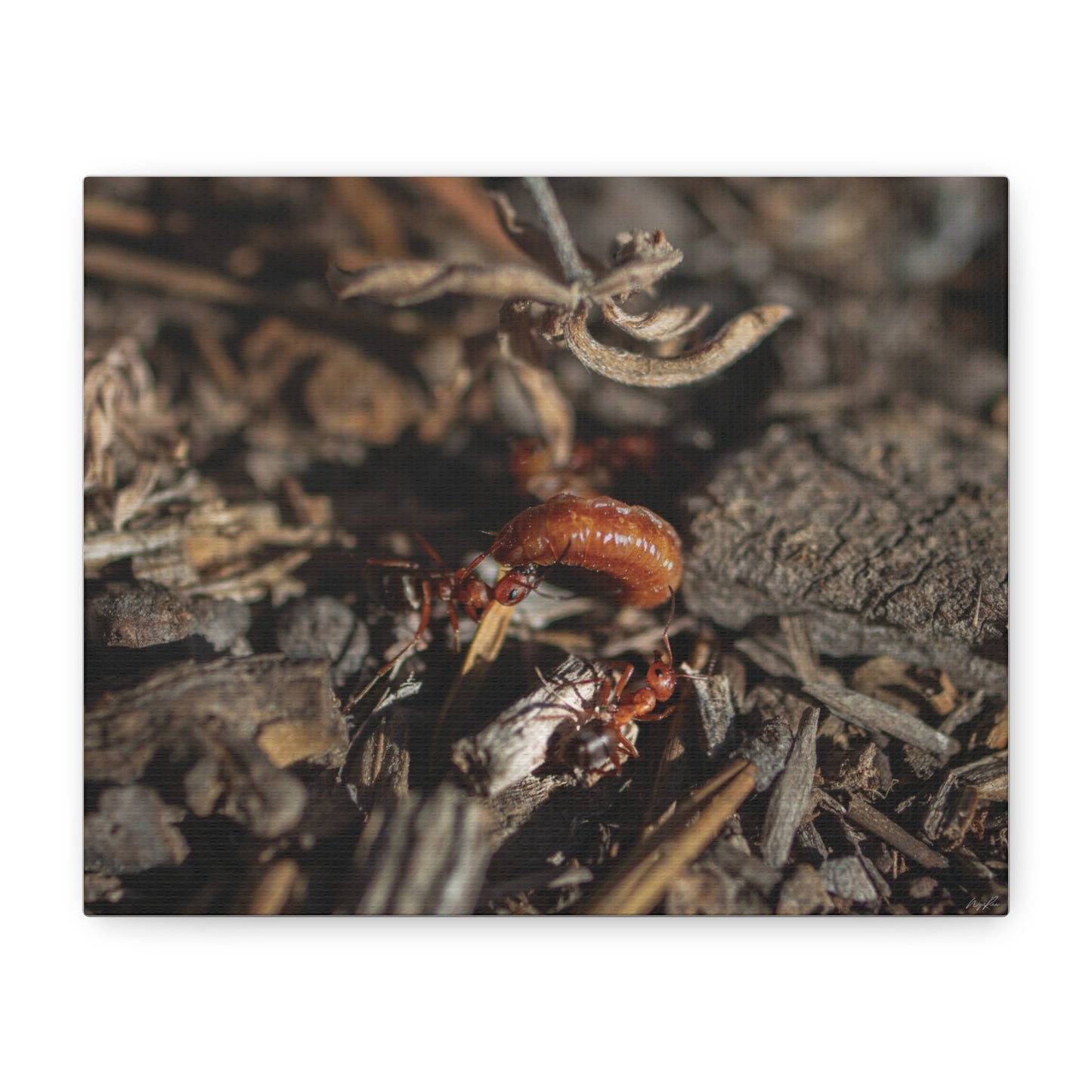 Ants vs Worm — Quiet Resilience by WyoRaw