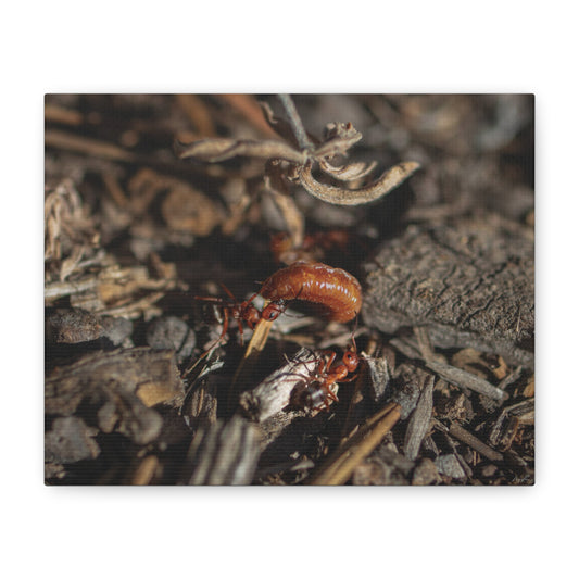 Ants vs Worm — Quiet Resilience by WyoRaw