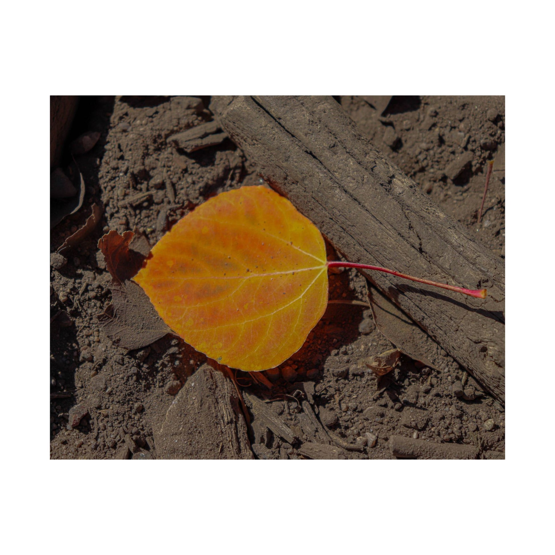 Autumn Leaf — Quiet Resilience by WyoRaw