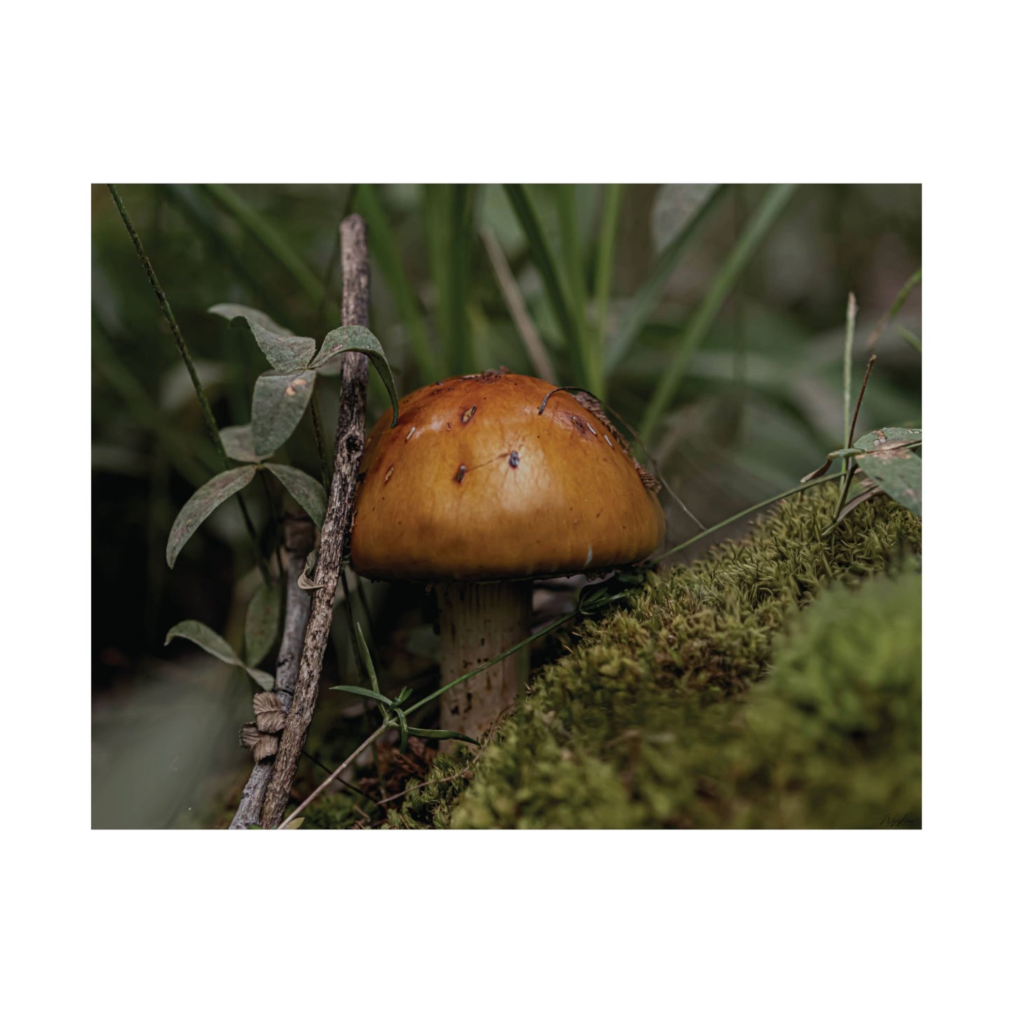 Mushroom in the Forest — Quiet Resilience by WyoRaw