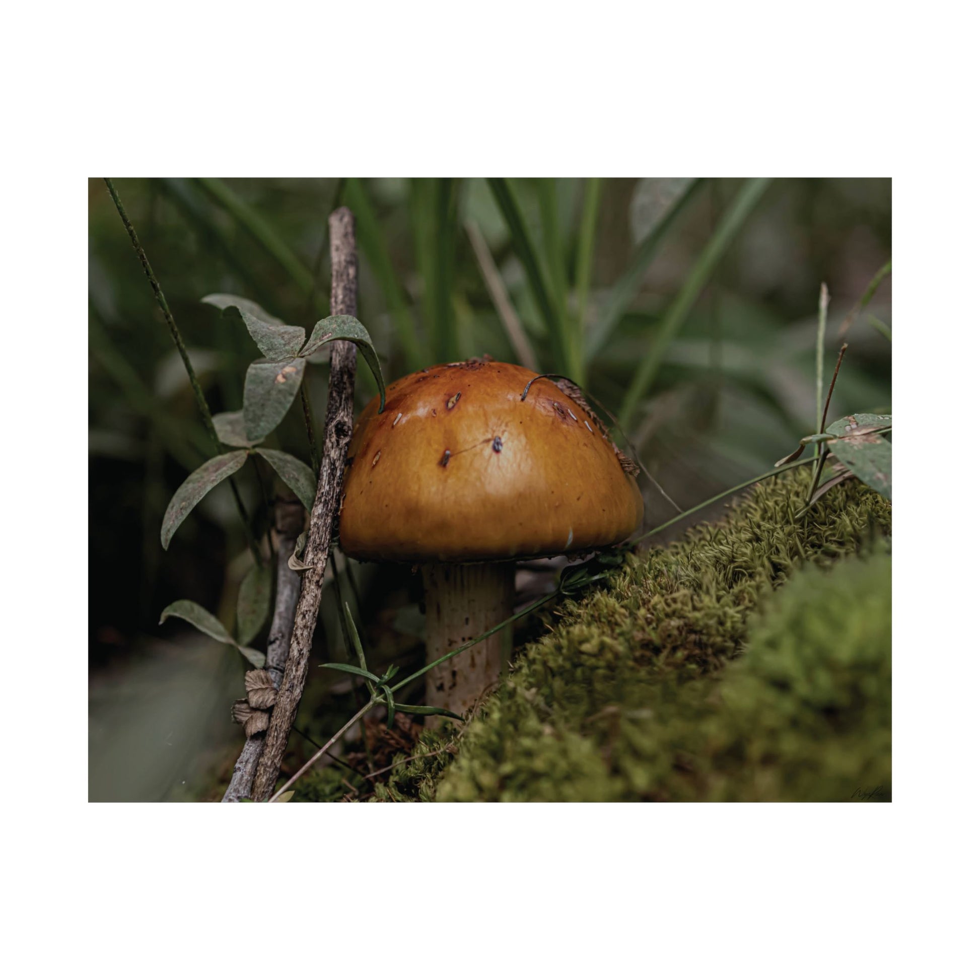 Mushroom in the Forest — Quiet Resilience by WyoRaw