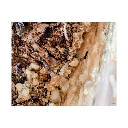 "Ant in the Sap" - Museum-Grade Archival Print