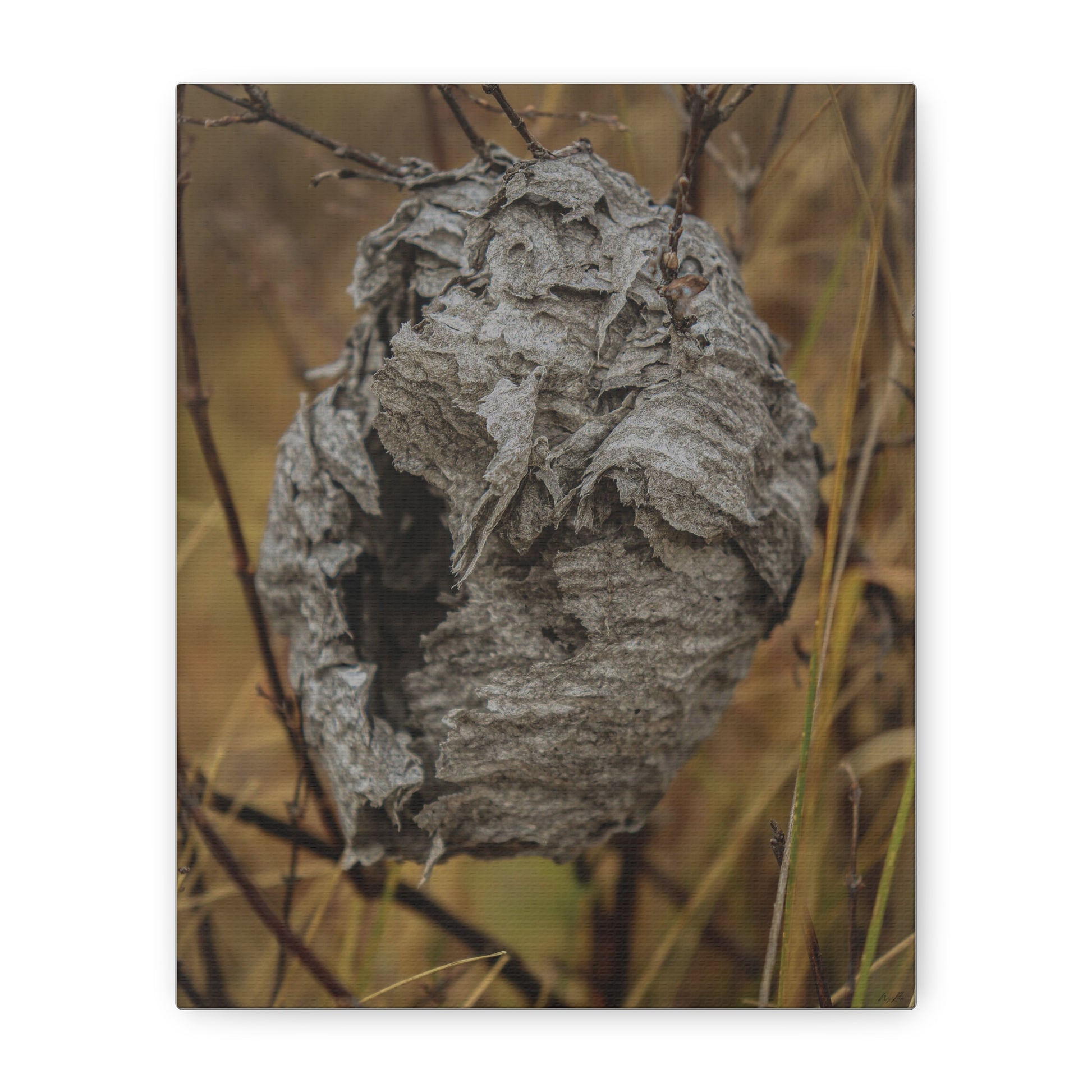 Abandoned Wasp Nest — Remnants by WyoRaw