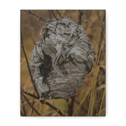 Abandoned Wasp Nest — Remnants by WyoRaw