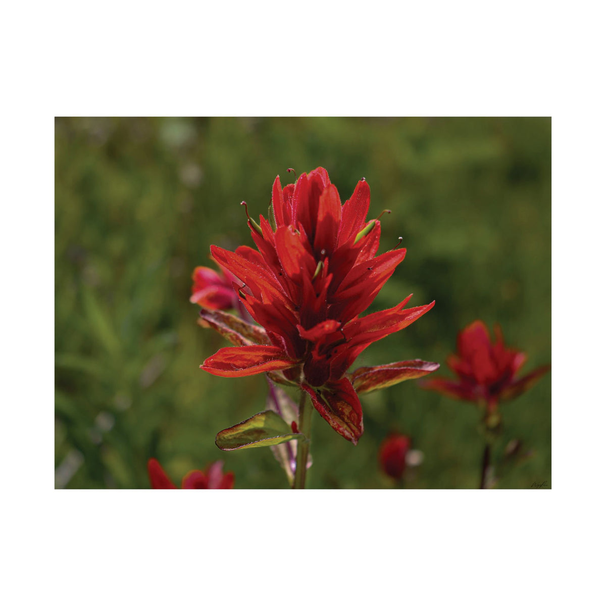 Wyoming Indian Paintbrush — Quiet Resilience by WyoRaw