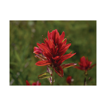 Wyoming Indian Paintbrush — Quiet Resilience by WyoRaw