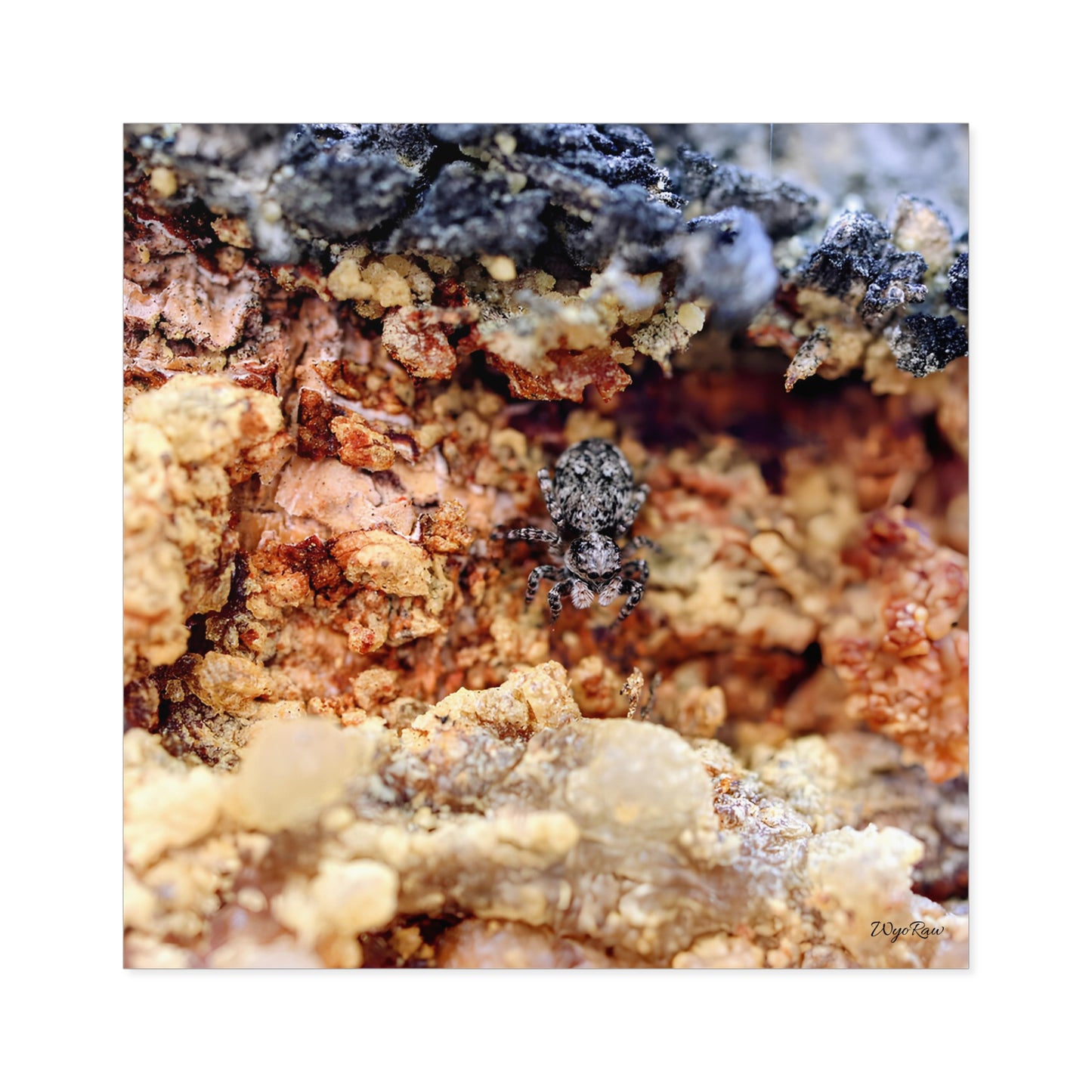 "Spider in the Sap" - Square Sticker (Indoor/Outdoor)