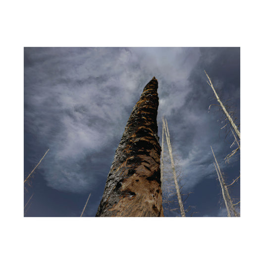 Scorched Tree — Remnants by WyoRaw