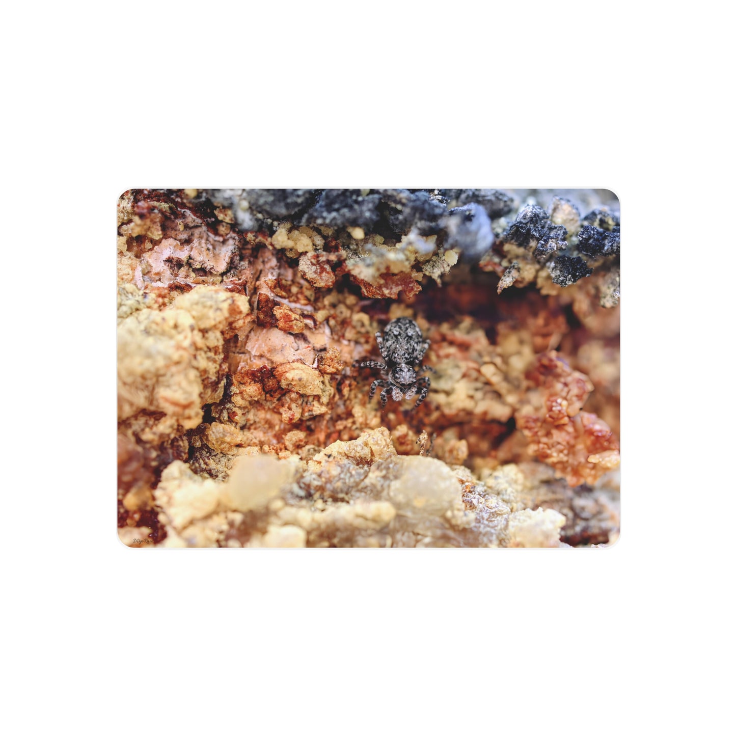 "Spider in the Sap" - Metal Wall Art