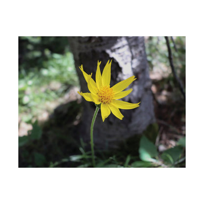 Holding Light — Quiet Resilience by WyoRaw