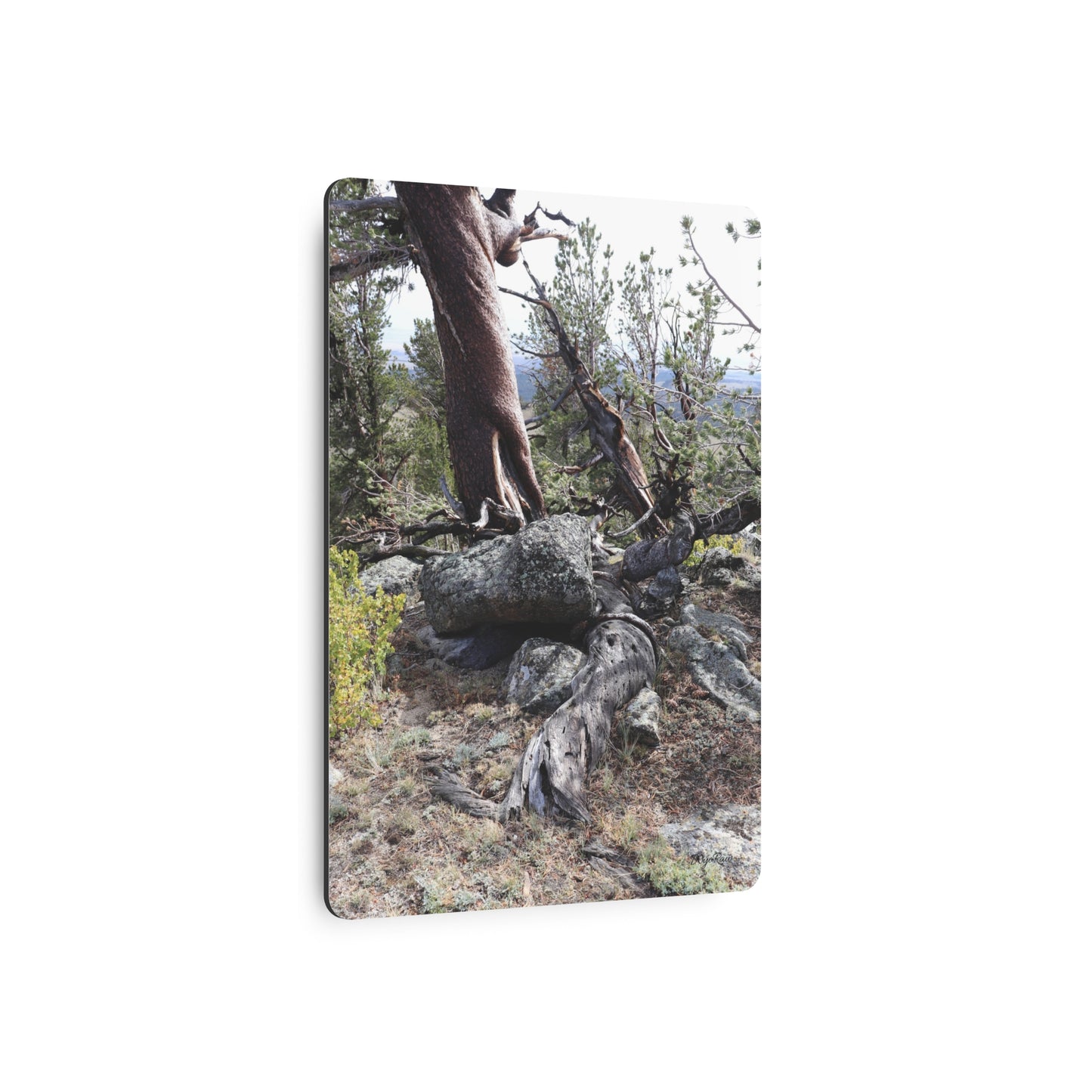 "Twisted Pine Roots in the Boulders" - Metal Wall Art