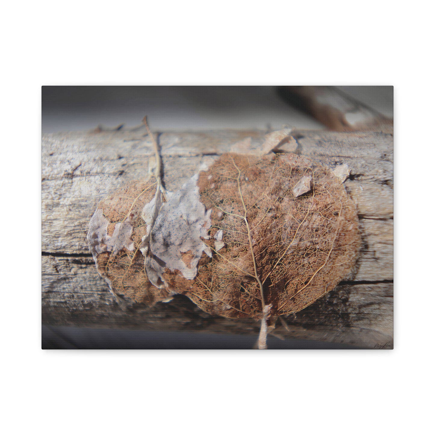 Remnants: "Skeletal Aspen Leaves" - Canvas Print