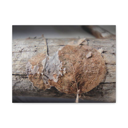 Remnants: "Skeletal Aspen Leaves" - Canvas Print