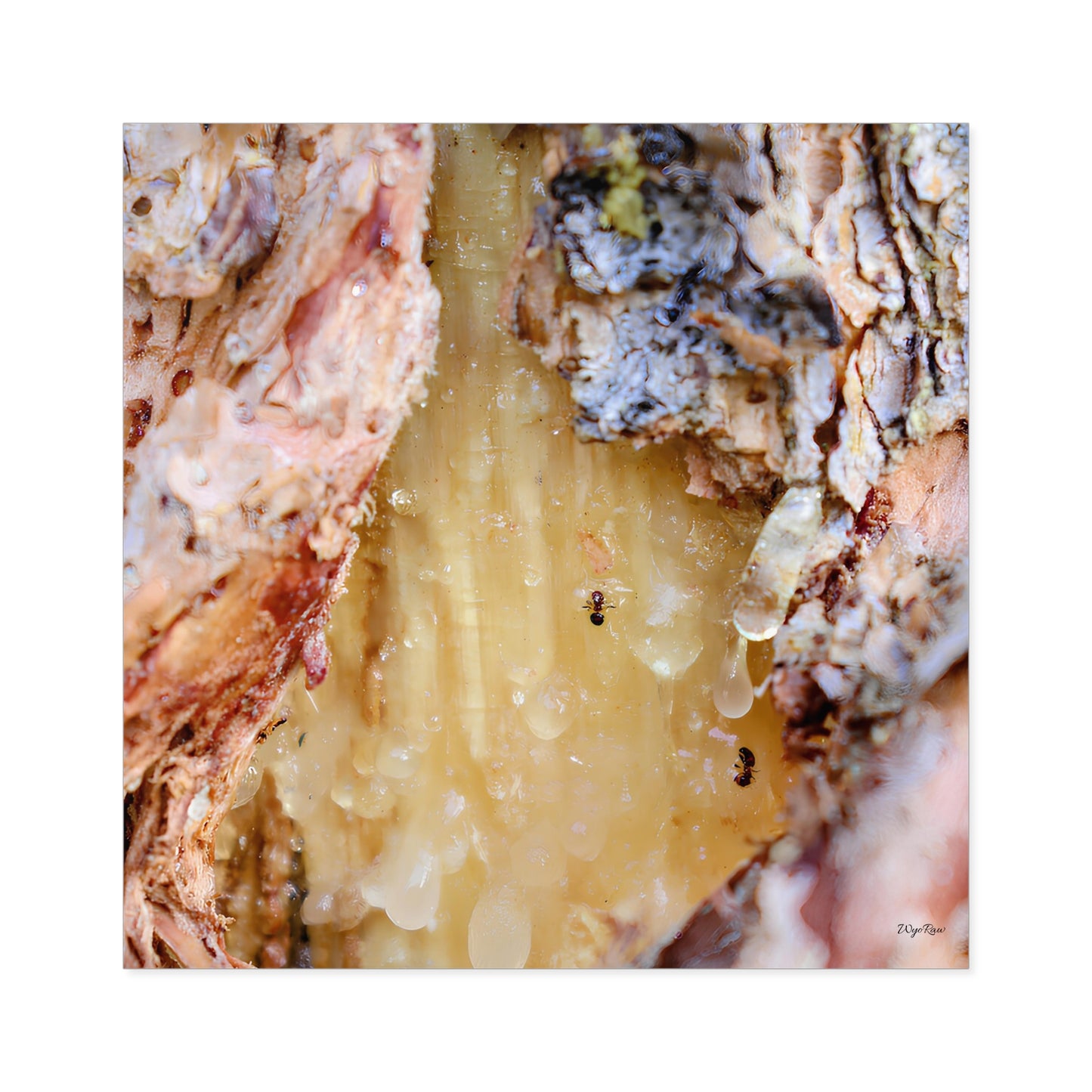 "Ants Encased in Sap" - Square Sticker (Indoor/Outdoor)