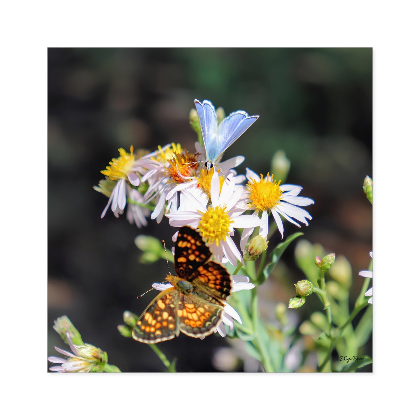 "Butterflys on Wildflowers" - Square Sticker (Indoor/Outdoor)