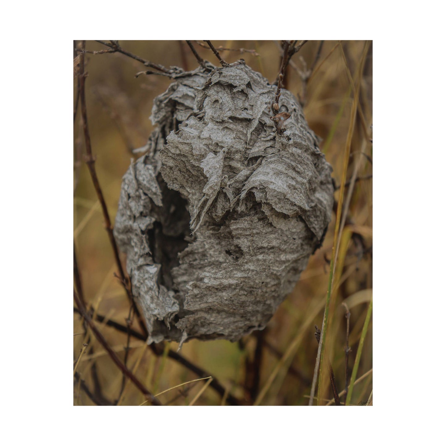 Abandoned Wasp Nest — Remnants by WyoRaw