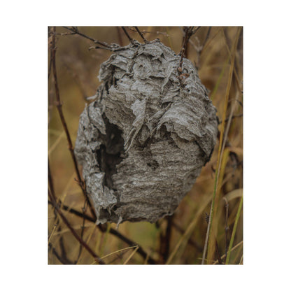 Abandoned Wasp Nest — Remnants by WyoRaw