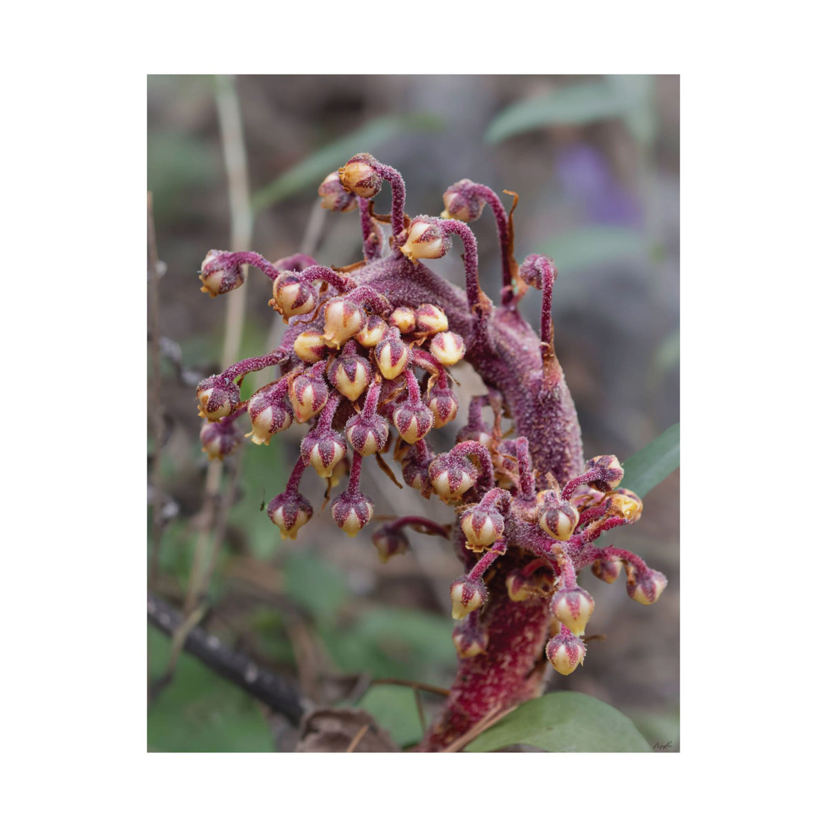 Woodland Pinedrop — Quiet Resilience by WyoRaw