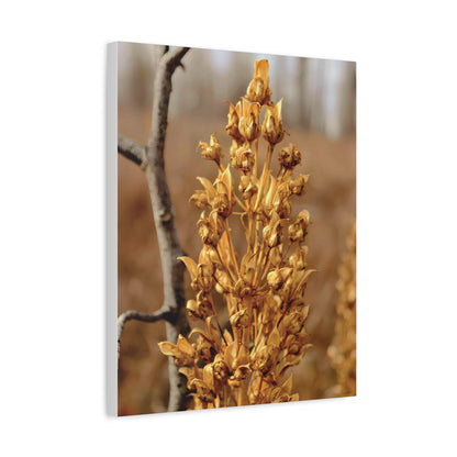 Golden Dried Flower — Remnants by WyoRaw