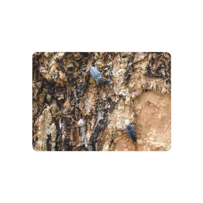 "Dual Beetles" - Metal Wall Art