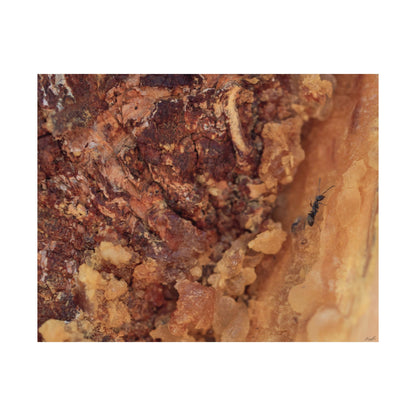 Weathered Time: "Ant in the Sap" - Museum-Grade Archival Print