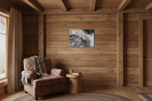 "Burying Beetle on River Rock" - Metal Wall Art