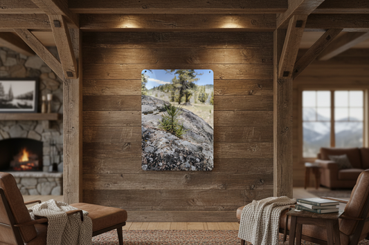 "Young Pine from out of the Boulder" - Metal Wall Art