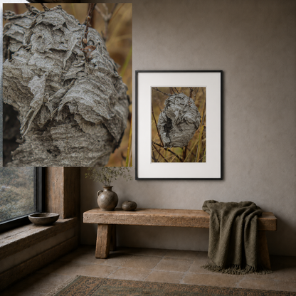 Abandoned Wasp Nest — Remnants by WyoRaw
