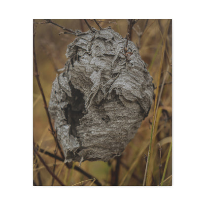 Abandoned Wasp Nest — Remnants by WyoRaw