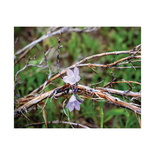Close-up of delicate purple wildflower among tangled dried grass and green foliage