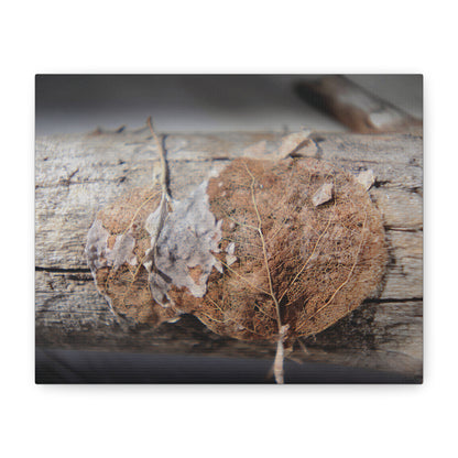 Remnants: "Skeletal Aspen Leaves" - Canvas Print
