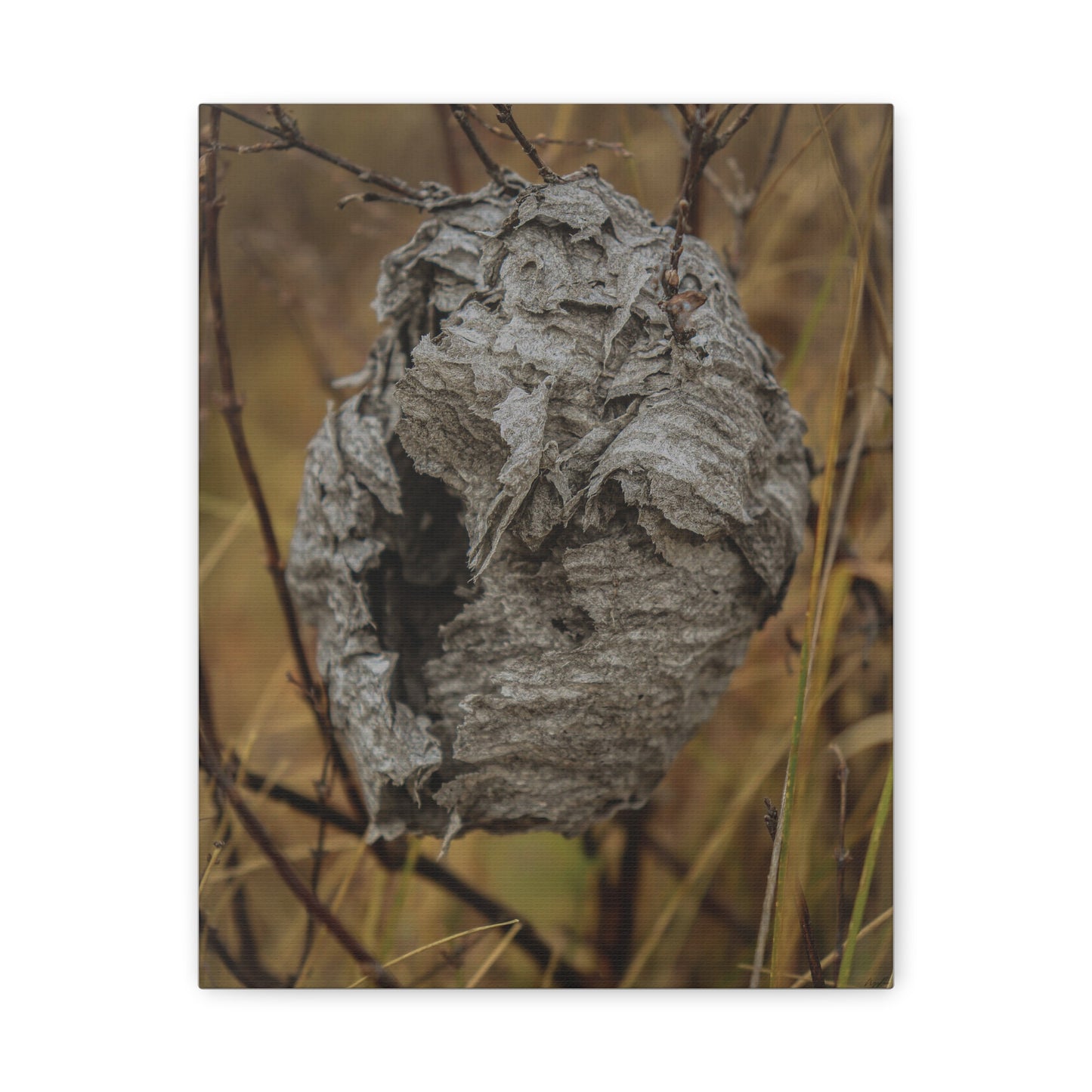 Abandoned Wasp Nest — Remnants by WyoRaw