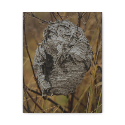 Abandoned Wasp Nest — Remnants by WyoRaw