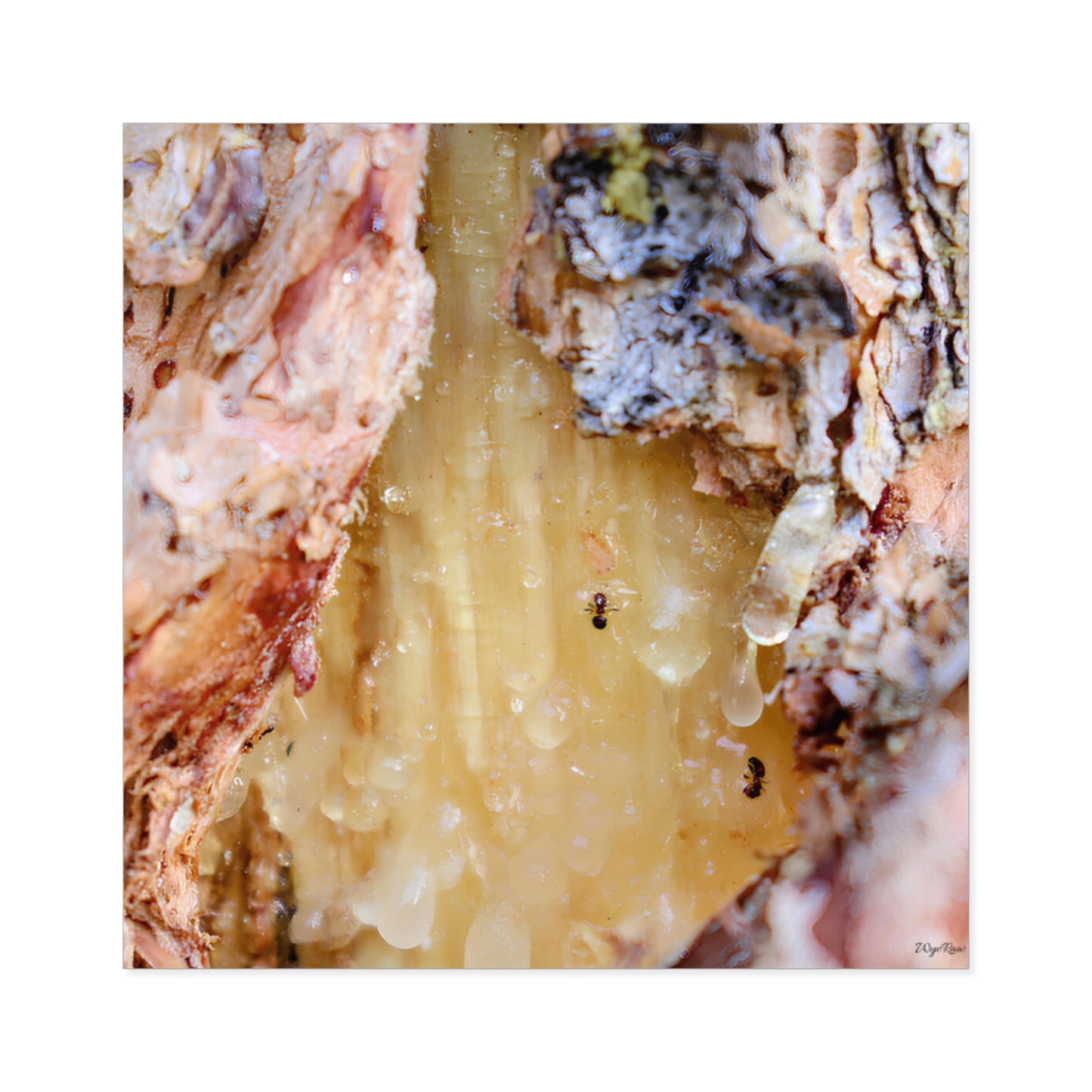 "Ants Encased in Sap" - Square Sticker (Indoor/Outdoor)